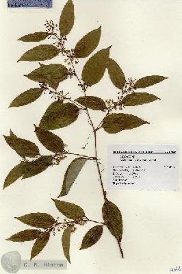 URN_catalog_HBHinton_herbarium_17648.jpg.jpg