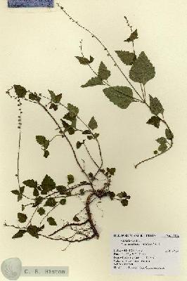 URN_catalog_HBHinton_herbarium_17664.jpg.jpg