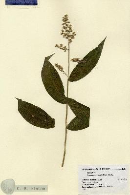 URN_catalog_HBHinton_herbarium_1767.jpg.jpg