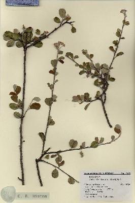 URN_catalog_HBHinton_herbarium_17665.jpg.jpg