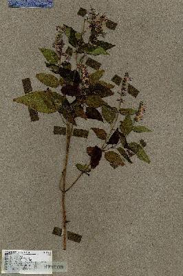 URN_catalog_HBHinton_herbarium_17668.jpg.jpg