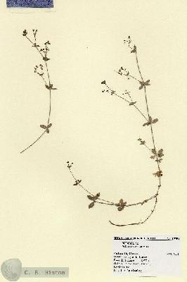 URN_catalog_HBHinton_herbarium_17754.jpg.jpg