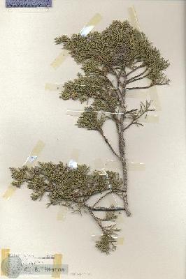 URN_catalog_HBHinton_herbarium_17854.jpg.jpg