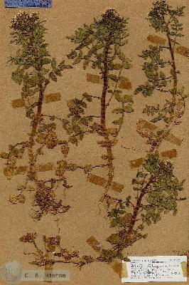 URN_catalog_HBHinton_herbarium_17769.jpg.jpg