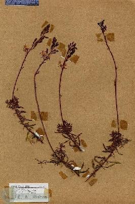 URN_catalog_HBHinton_herbarium_17772.jpg.jpg