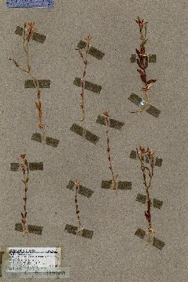 URN_catalog_HBHinton_herbarium_17857.jpg.jpg