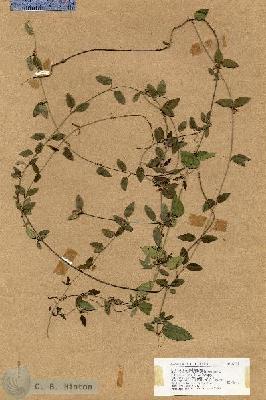URN_catalog_HBHinton_herbarium_17776.jpg.jpg