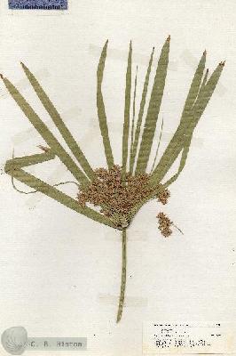 URN_catalog_HBHinton_herbarium_19940.jpg.jpg