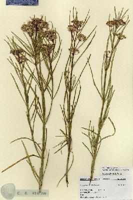 URN_catalog_HBHinton_herbarium_17858.jpg.jpg