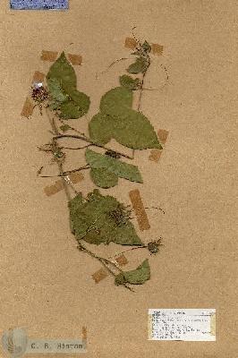 URN_catalog_HBHinton_herbarium_17782.jpg.jpg