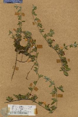 URN_catalog_HBHinton_herbarium_17786.jpg.jpg