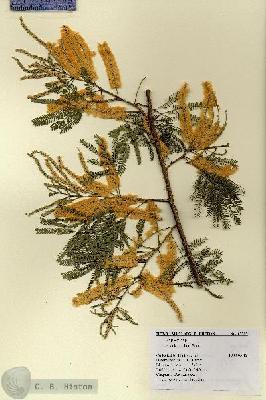 URN_catalog_HBHinton_herbarium_17787.jpg.jpg