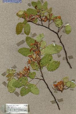 URN_catalog_HBHinton_herbarium_17789.jpg.jpg