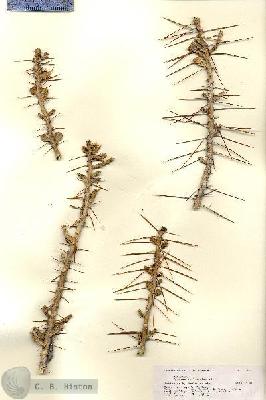 URN_catalog_HBHinton_herbarium_17860.jpg.jpg