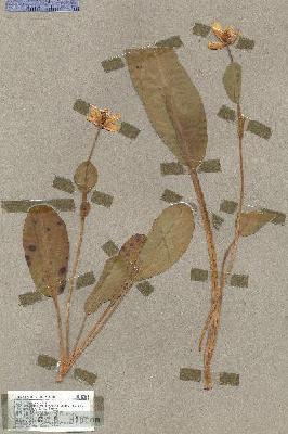 URN_catalog_HBHinton_herbarium_17861.jpg.jpg