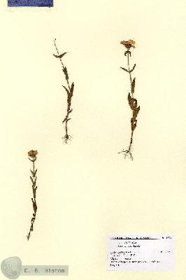 URN_catalog_HBHinton_herbarium_1806.jpg.jpg