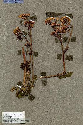 URN_catalog_HBHinton_herbarium_17922.jpg.jpg