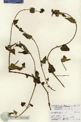 URN_catalog_HBHinton_herbarium_17926.jpg.jpg
