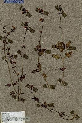 URN_catalog_HBHinton_herbarium_17929.jpg.jpg