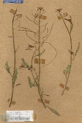 URN_catalog_HBHinton_herbarium_18336.jpg.jpg