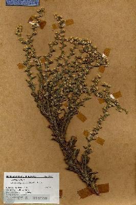 URN_catalog_HBHinton_herbarium_18337.jpg.jpg