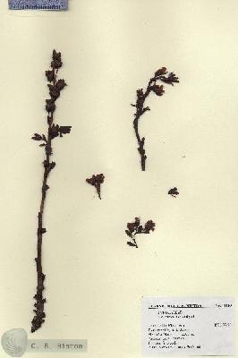 URN_catalog_HBHinton_herbarium_18340.jpg.jpg
