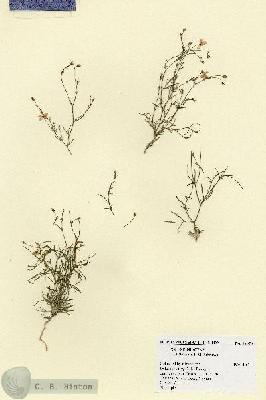 URN_catalog_HBHinton_herbarium_18070.jpg.jpg