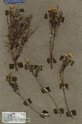 URN_catalog_HBHinton_herbarium_18071.jpg.jpg