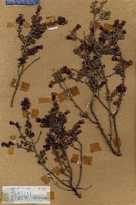 URN_catalog_HBHinton_herbarium_18072.jpg.jpg