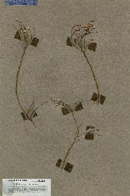 URN_catalog_HBHinton_herbarium_18080.jpg.jpg