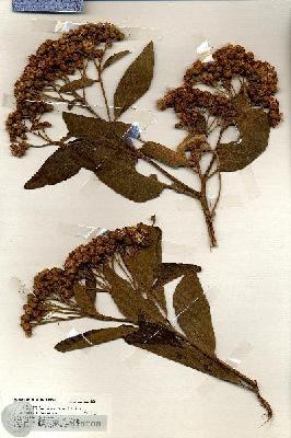 URN_catalog_HBHinton_herbarium_19965.jpg.jpg