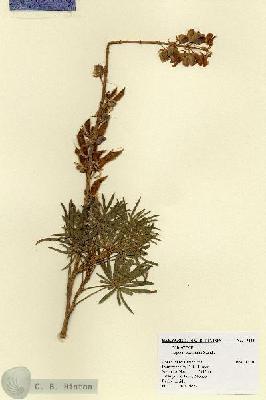 URN_catalog_HBHinton_herbarium_17883.jpg.jpg