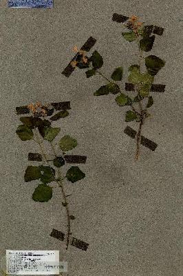 URN_catalog_HBHinton_herbarium_17961.jpg.jpg