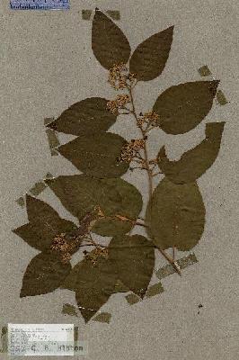 URN_catalog_HBHinton_herbarium_17819.jpg.jpg