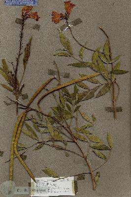 URN_catalog_HBHinton_herbarium_17823.jpg.jpg