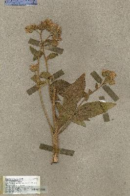 URN_catalog_HBHinton_herbarium_17885.jpg.jpg