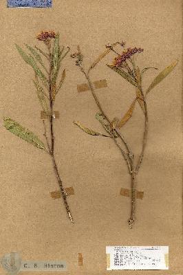 URN_catalog_HBHinton_herbarium_17829.jpg.jpg