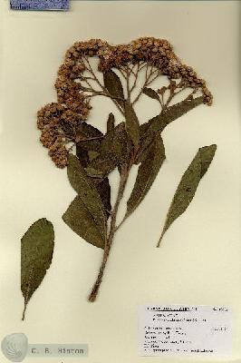 URN_catalog_HBHinton_herbarium_17832.jpg.jpg
