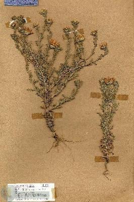 URN_catalog_HBHinton_herbarium_17834.jpg.jpg
