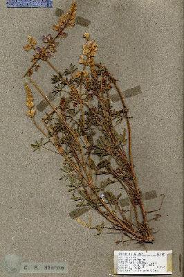 URN_catalog_HBHinton_herbarium_17889.jpg.jpg