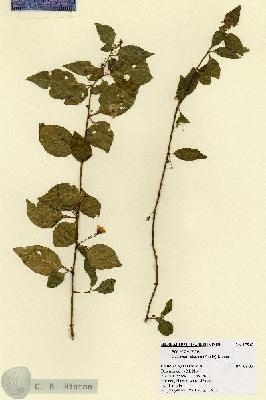 URN_catalog_HBHinton_herbarium_17943.jpg.jpg