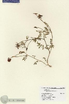 URN_catalog_HBHinton_herbarium_17864.jpg.jpg