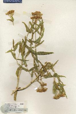 URN_catalog_HBHinton_herbarium_17865.jpg.jpg