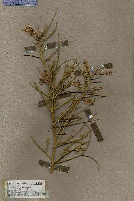 URN_catalog_HBHinton_herbarium_17866.jpg.jpg