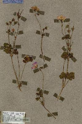 URN_catalog_HBHinton_herbarium_17873.jpg.jpg