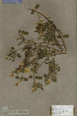 URN_catalog_HBHinton_herbarium_17876.jpg.jpg