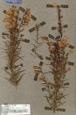 URN_catalog_HBHinton_herbarium_17877.jpg.jpg