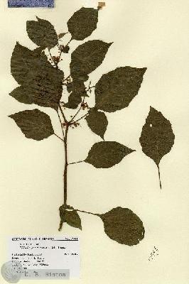 URN_catalog_HBHinton_herbarium_17944.jpg.jpg
