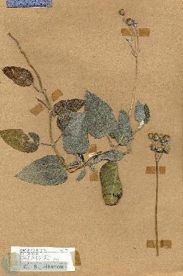 URN_catalog_HBHinton_herbarium_17897.jpg.jpg
