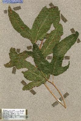 URN_catalog_HBHinton_herbarium_17962.jpg.jpg